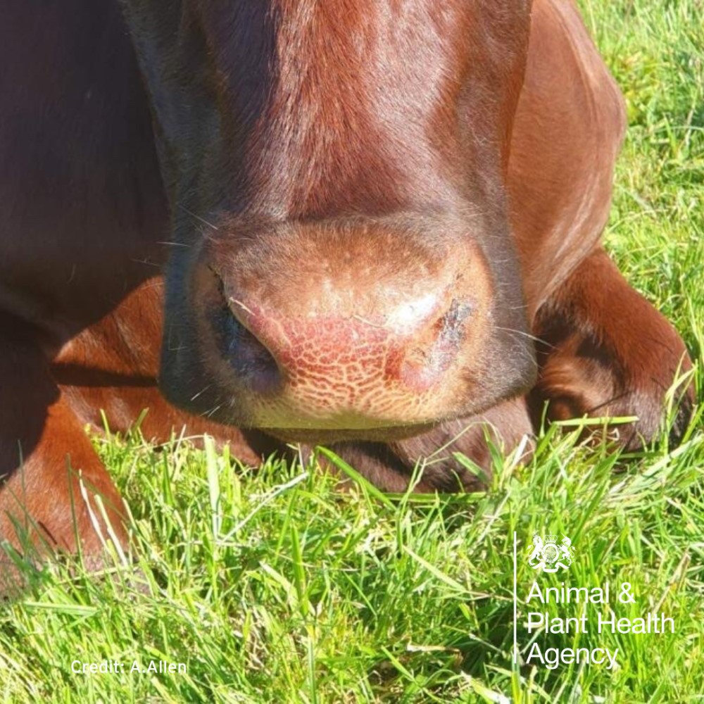 Cow with crusting around the nostrils